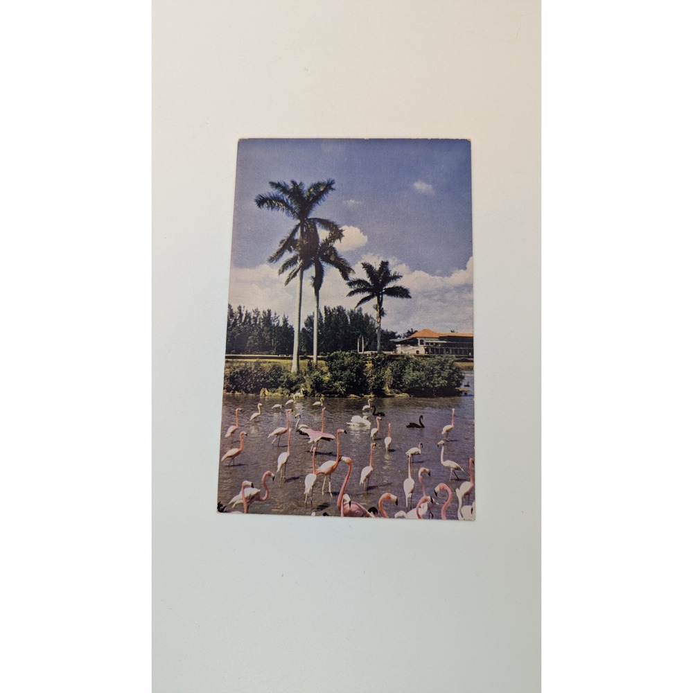 Vintage‎ Hialeah Race Course Miami Florida Flamingos Swans Postcard C1688 NOS